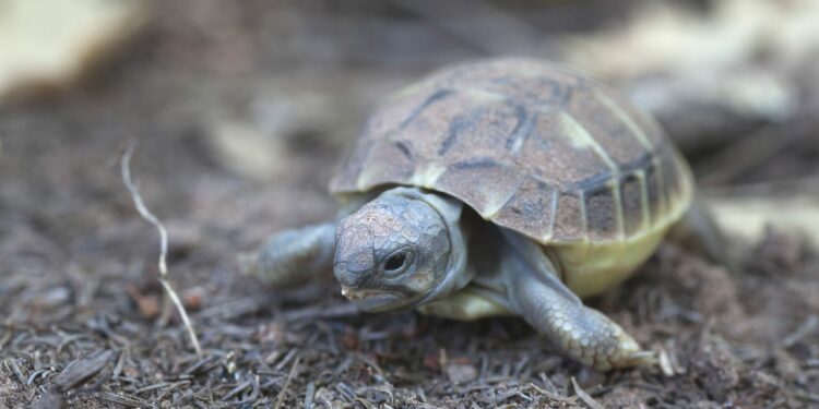 Est-ce que les tortues reconnaissent leur maître ?