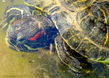 Est-ce que les tortues reconnaissent leur maître ?