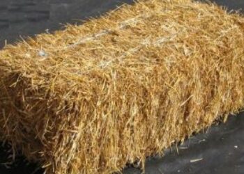 Est-ce que les vaches mangent de la paille ?