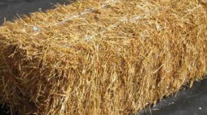 Est-ce que les vaches mangent de la paille ?