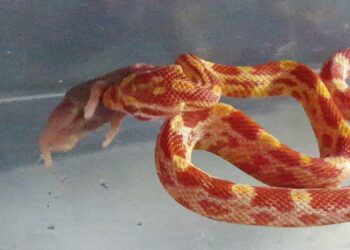 Est-ce que les vipères aime l'eau ?