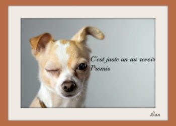 Est-ce que l'euthanasie fait mal ?