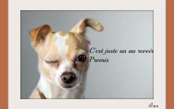 Est-ce que l'euthanasie fait mal ?