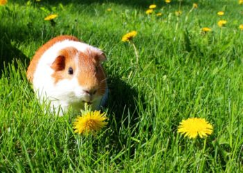 Est-ce que l'herbe est bonne pour les cochons d'Inde ?