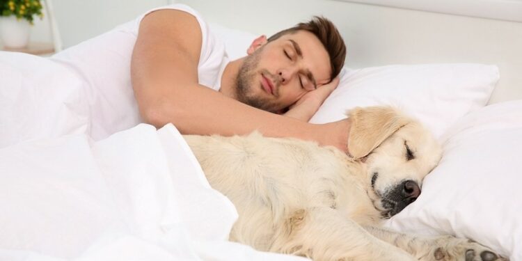 Est-ce que mon chien à froid la nuit ?