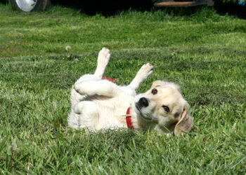 Est-ce que mon chien est triste quand je pars ?