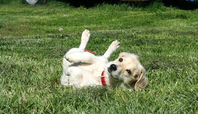 Est-ce que mon chien est triste quand je pars ?