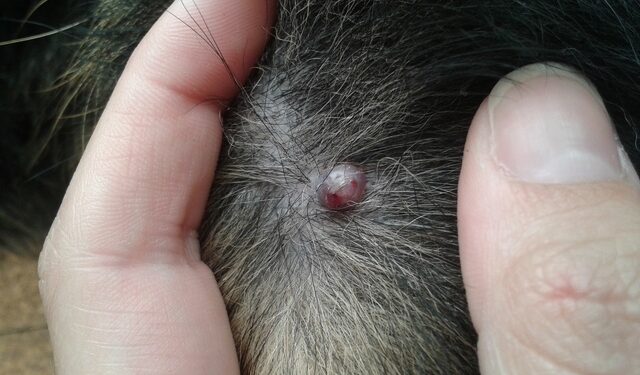 Est-ce que mon chien peut mourir de la maladie de Lyme ?