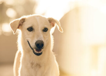 Est-ce que mon chien sait que je l'aime ?