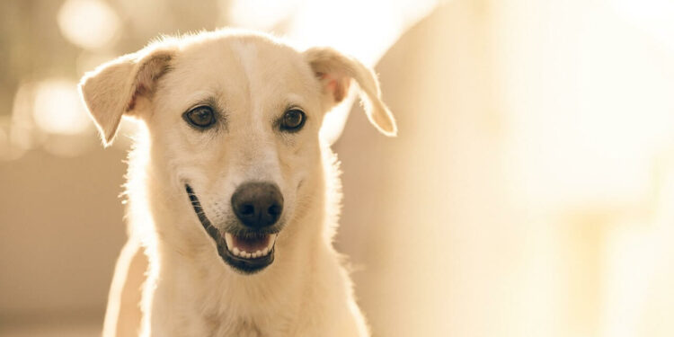 Est-ce que mon chien sait que je l'aime ?