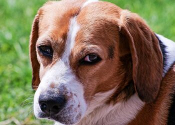 Est-ce que mon chien sait que je l'aime ?