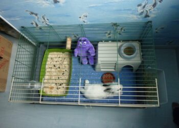 Est-ce que mon lapin est malheureux dans une cage ?