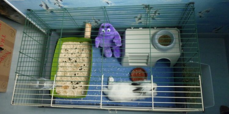 Est-ce que mon lapin est malheureux dans une cage ?