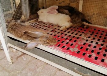 Est-ce que mon lapin est malheureux dans une cage ?