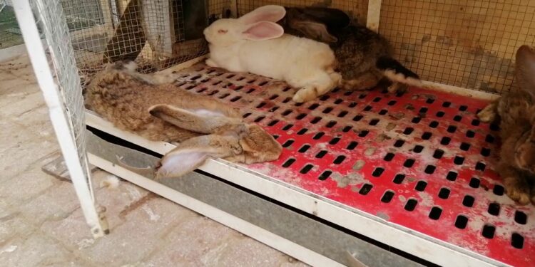 Est-ce que mon lapin est malheureux dans une cage ?