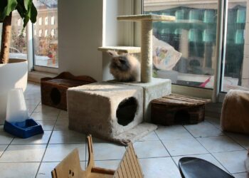 Est-ce que mon lapin est malheureux dans une cage ?