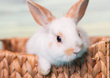 Est-ce que mon lapin est malheureux dans une cage ?