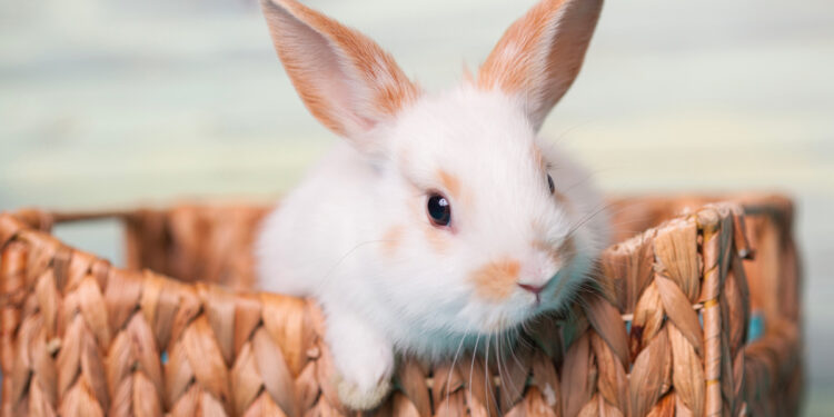 Est-ce que mon lapin est malheureux dans une cage ?