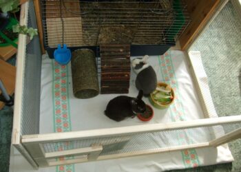 Est-ce que mon lapin est malheureux dans une cage ?