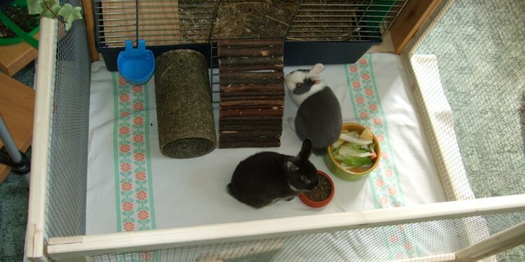 Est-ce que mon lapin est malheureux dans une cage ?