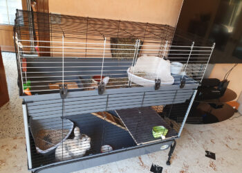 Est-ce que mon lapin est malheureux dans une cage ?