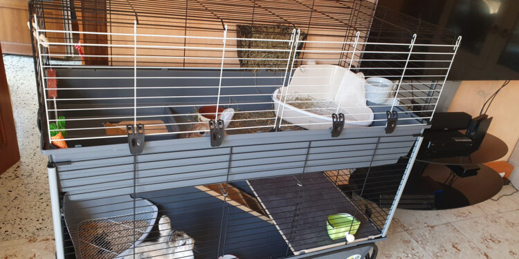 Est-ce que mon lapin est malheureux dans une cage ?