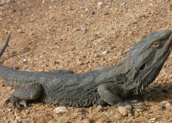 Est-ce que mon pogona peut me mordre ?