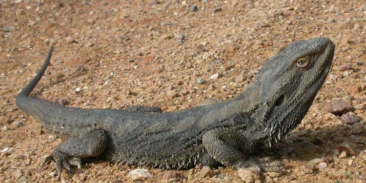 Est-ce que mon pogona peut me mordre ?