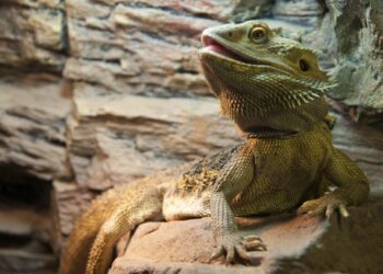 Est-ce que mon pogona peut me mordre ?