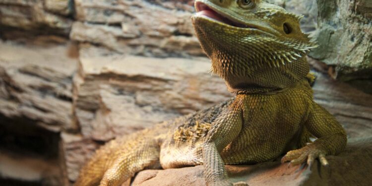 Est-ce que mon pogona peut me mordre ?
