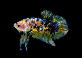 Est-ce que on peut mettre un combattant mâle avec une femelle ?