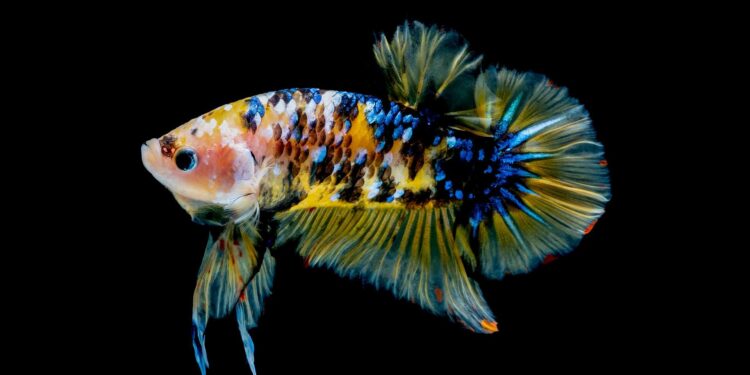 Est-ce que on peut mettre un combattant mâle avec une femelle ?