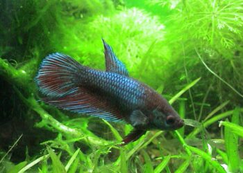 Est-ce que on peut mettre un combattant mâle avec une femelle ?