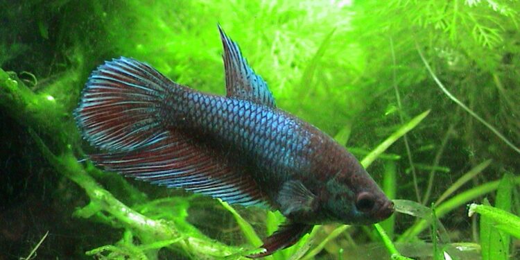 Est-ce que on peut mettre un combattant mâle avec une femelle ?