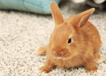 Est-ce que on peut mouiller les lapins ?