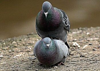 Est-ce que tous les oiseaux pondent des oeufs non fécondés ?