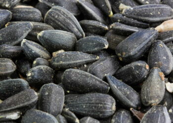 Est-ce que toutes les graines de tournesol sont comestibles ?