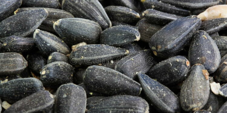 Est-ce que toutes les graines de tournesol sont comestibles ?