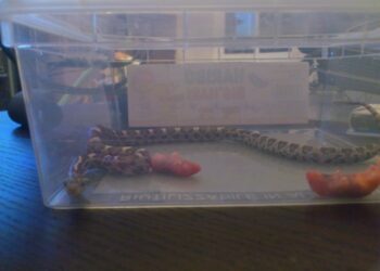 Est-ce que un anaconda peut avaler un humain ?