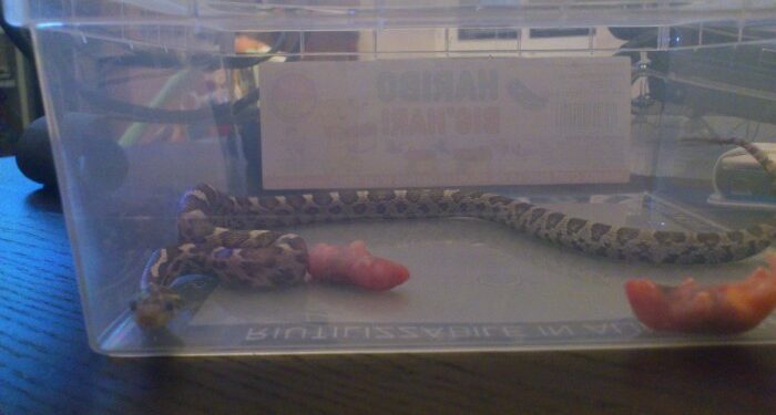 Est-ce que un anaconda peut avaler un humain ?