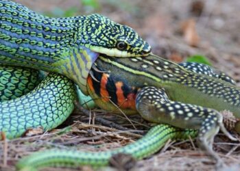 Est-ce que un anaconda peut avaler un humain ?