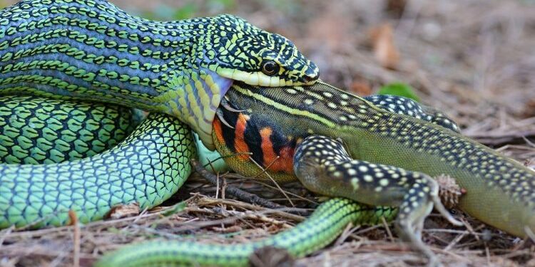 Est-ce que un anaconda peut avaler un humain ?