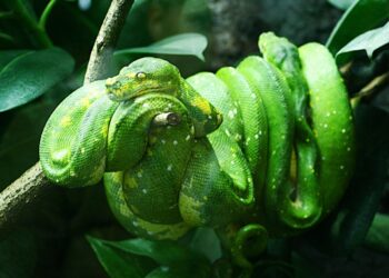 Est-ce que un boa est dangereux ?