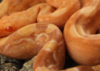 Est-ce que un boa est dangereux ?