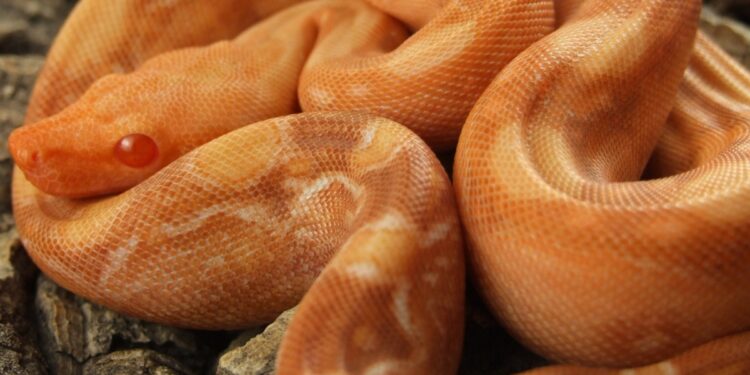 Est-ce que un boa est dangereux ?