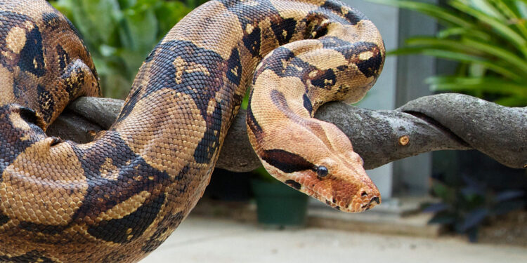 Est-ce que un boa est dangereux ?