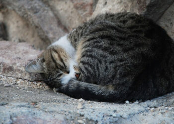 Est-ce que un chat à froid dehors ?