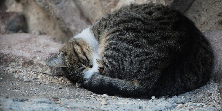 Est-ce que un chat à froid dehors ?