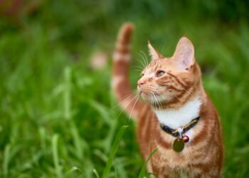 Est-ce que un chat à froid dehors l'hiver ?