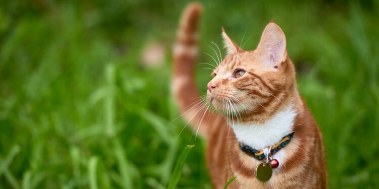 Est-ce que un chat à froid dehors l'hiver ?